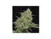 Original Cheese - Paradise Seeds