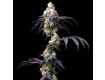 RS11 X BANANA OG - Barney´s Farm - 50% Híbrida