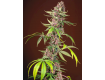 Red Mandarine F1 Fast Version - Sweet Seeds 