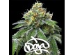 RS11 X BANANA OG - Barney´s Farm - 50% Híbrida