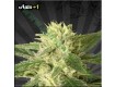 Auto #1 – Auto Seeds