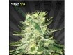 MIG-29 – Auto Seeds