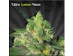 Ultra Lemon Haze – Auto Seeds