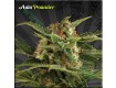 Auto Pounder – Auto Seeds