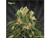 Hijack – Auto Seeds