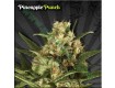 Pineapple Punch – Auto Seeds