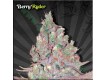 Berry Ryder – Auto Seeds