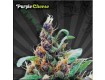 Purple Cheese – Auto Seeds