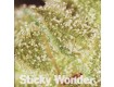 Sticky Wonder – BCN Seeds