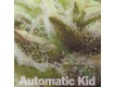 Automatic Kid – BCN Seeds