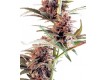 Sandstorn Femenina – Cannabiogen