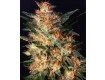 White Widow – Dutch Passion