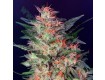 White Widow – Dutch Passion