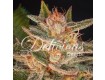Cheese Candy – Delicious Seeds