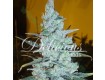 Critical Jack Herer – Delicious Seeds