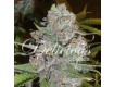 semillas-la-diva-auto-delicious-seeds-