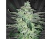 Diesel Berry – Auto Seeds