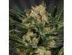 Candy Kush – Auto Seeds