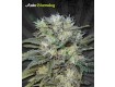 Auto Chemdog – Auto Seeds