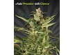 Auto Pounder With Cheese – Auto Seeds