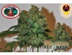 Semilla Marihuana. Chiesel Auto – Big Buddha