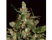 Auto Widow – CBD Seeds