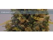 Llimonet Haze Clasica THC - Elite Seeds