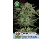 Crazy Bud – Kera Seeds