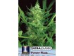 Dutch Powerplant – Kera Seeds