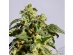 Power Skunk – Kannabia Seeds