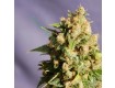 Queso – Kannabia Seeds