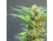 Thai Fantasy – Kannabia Seeds