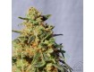 White Domina – Kannabia Seeds