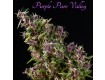 Purple Paro Valley – Mandala Seeds