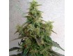 Dieseltonic – Resin Seeds