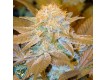 Critical Hog – T.H. Seeds 