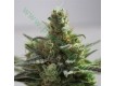 B-Cheese – Vulkania Seeds