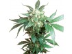 Black Domina Reg. Sensi Seeds