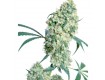 Ed Rosenthal Super Bud Reg. Sensi Seeds
