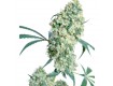 Ed Rosenthal Super Bud Reg. Sensi Seeds