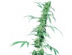 Fruity Juice Reg. Sensi Seeds