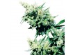 Hash Plant Reg. Sensi Seeds