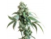 Jack Flash Reg. Sensi Seeds