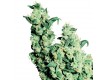 Jack Herer Reg. Sensi Seeds