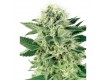 Northern Lights Fem. White Label