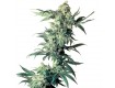 Northern Light Fem. Sensi Seeds