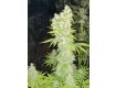 Biddy Early Regular - Serious Seeds