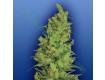 Temple Haze – The Flying Dutchmen