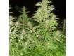 Easy Sativa – Female Seeds