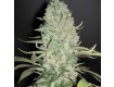 White Widow x Big Bud – Female Seeds